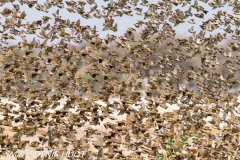 quelea a bec rouge / red-billed quelea