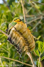 guêpier nain / little bee-eater