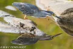 héron strié / striated heron