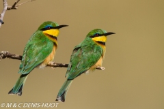 guêpier nain / little bee-eater