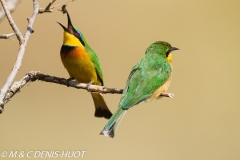 guêpier nain / little bee-eater