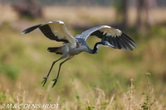 héron à tête noire / black-headed Heron