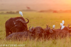 héron garde-beouf / cattle egret