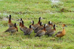 dendrocygne veuf / white-face whisling  duck