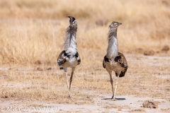 outarde kori / kori bustard