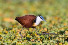 jacana