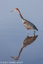 heron goliath