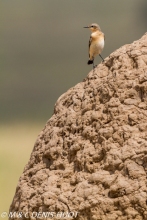traquet isabelle / isabelline wheatear