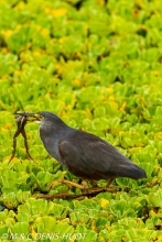 héron crabier / rufous-bellied heron