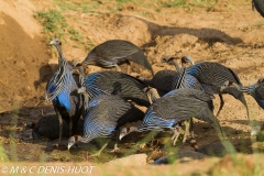 pintade / guineafowl