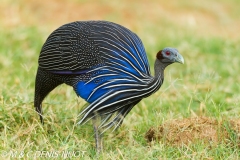 pintade / guineafowl