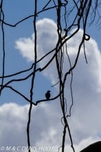 choucador superbe / superb starling