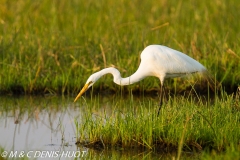 grande aigrette / great egret