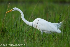 grande aigrette / great egret