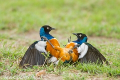 choucador superbe / superb starling