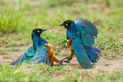 choucador superbe / superb starling