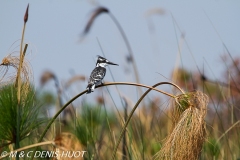 martin-pêcheur / kingfisher