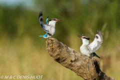 martin-chasseur / kingfisher