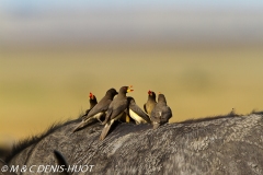 pique-boeuf / oxpecker