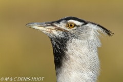 outarde kori / kori bustard