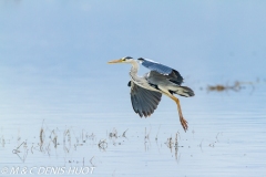 héron cendré / grey heron