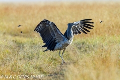 outarde kori / kori bustard