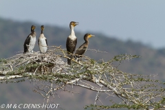 cormoran