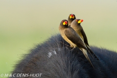 pique-boeuf / oxpecker