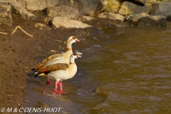 ouette d'Egypte / egyptian goose