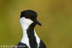 vanneau à éperons // spur-winged lapwing