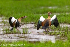 ouette d'Egypte / egyptian goose