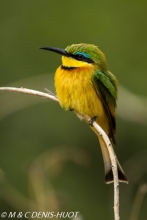 guêpier nain / little bee-eater