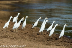 héron garde-beouf / cattle egret