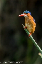 martin-pêcheur / kingfisher