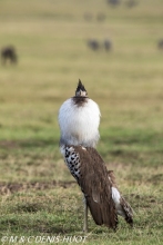 outarde kori / kori bustard