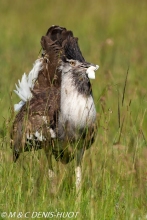 outarde kori / kori bustard