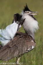 outarde kori / kori bustard