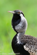 outarde à ventre noir / black-billed bustard