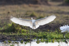 grande aigrette / great egret