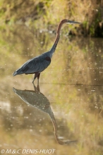 heron goliath