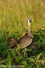 outarde à ventre noir / black-billed bustard