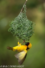 tisserin gendarme / village weaver