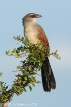 coucal à sourcils blancs / white-browed coucal