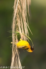 tisserin gendarme / village weaver