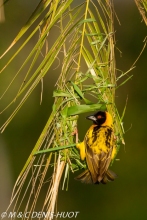 tisserin gendarme / village weaver