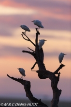 héron garde-beouf / cattle egret