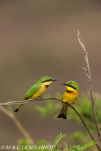 guêpier nain / little bee-eater