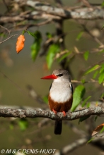 martin-chasseur / kingfisher