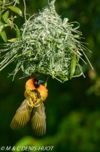 tisserin gendarme / village weaver