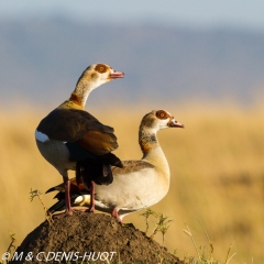 ouette d'Egypte / egyptian goose